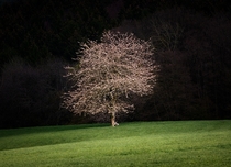 Gentle light on my cherry tree Rheinland- Pfalz Germany 