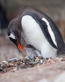 Gentoo Penguin sheltering its chick Antarctic Peninsula 