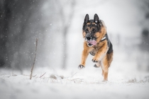 German shepherd running in the snow 