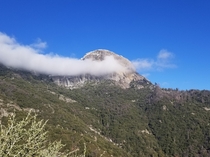 Giant Forest in clouds Moro Rock peeking out Sequoia National Park 