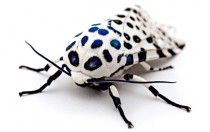 Giant Leopard Moth x -post from rpics 