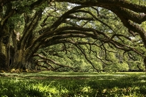 Giant Oak and a field of green Louisianna  by Jeff Hebert 