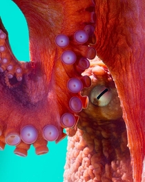 Giant Pacific Octopus Enteroctopus dofleini George Grall National Aquarium 