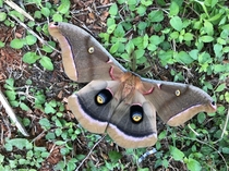 Giant Silk Moth Texas 