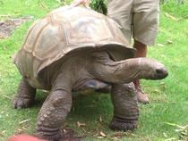 Giant Tortoise Geochlene elephantophus 