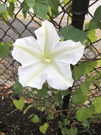 Giant White Moon Flower