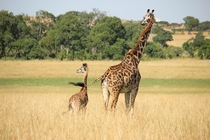 Giraffe and her calf Kenya Photo credit to Lisa H