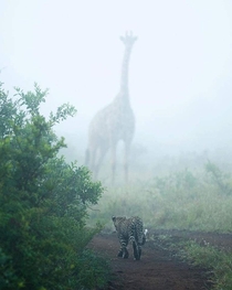 Giraffe and leopard on a misty morning in the African savanna South Africa photo by Dylan Royal