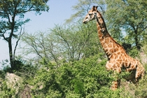 Giraffe at Kruger National Park South Africa Photo credit to Annakate Auten