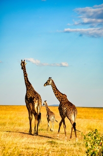 Giraffes at Masai Mara Reserve in Kenya Photo credit to Bibhash