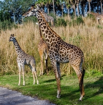 Giraffes in Disneys Animal Kingdom incl baby 