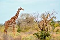 Giraffes in Tsavo East National Park Kenya Kenya Photo credit to Damian Patkowski