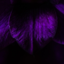 Gladiolus in the dark 