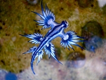 Glaucus Atlanticus commonly called blue glaucus blue dragon or blue sea slug This tiny animal growing  centimetres or  inch in length has a powerful sting that it obtains by eating Portuguese man o war 
