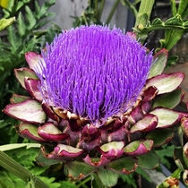 Globe Artichoke Cynara scolymus flower stunning great value for easy care attention grabbing color Rather tall this one was over ft tall and the bumble bees seem to like them a whole lot too It looks like a weed till the buds come through and is good eats