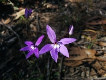 Glossodia major Wax Lip Orchid from western Victoria Australia 