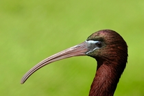 Glossy Ibis 