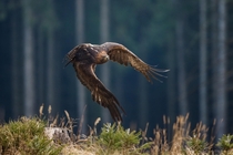 Golden Eagle Aquila chrysaetos flying through a pine forest  photo by John Gooday