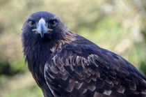 Golden Eagle Aquila chrysaetos staring into your soul 