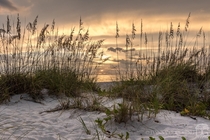 Golden hour in a beach sand dune at Boca Grande Beach in Florida 