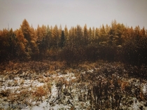 Golden larch trees in winter Qubec  OC