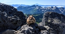 Golden-mantled Ground Squirrel Callospermophilus Saturatus Taken on Mt Rainiers Skyline Trail