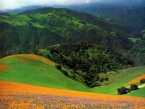 Golden Poppies Santa Ynez California 