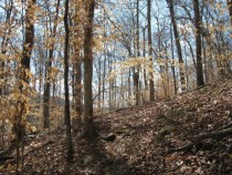 Golden Spring Forest along Ozark Highlands Trail Arkansas 