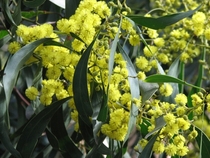 Golden Wattle Acacia pycnantha