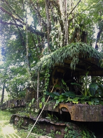Golfo Dulce Forest Reserve Costa Rica 