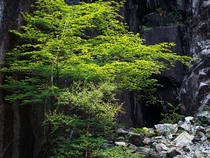 Gorg Trees Vagabonds Cave Lysefjord near the Pulpit Rock aka Preikestolen 