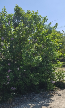 Gorgeous lilac tree