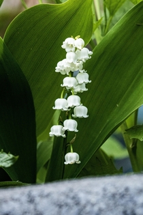 Gorgeous Lily of the Valley 