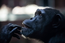 Gorilla with human-like contemplation at Chester Zoo 