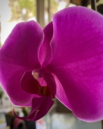 Got my moth orchid Phalaenopsis blume to rebloom OC