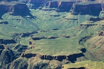 Grand Canyon Arizona Covered Green in Desert Grass 