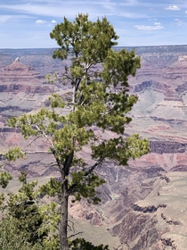 Grand Canyon AZ OC 