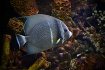 Gray angelfish