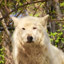 Gray Wolf crystal from the Smithsonian zoo in dc Sadly she passed away at  years old on April   Picture taken March  