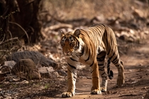 Great Bengal Tiger
