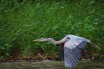 Great blue heron in flight 