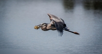 Great Blue Heron with a fish 