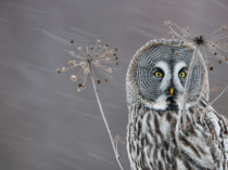 Great Gray Owl Strix Nebulosa near Oulu Finland