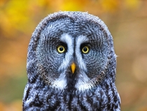 Great Grey Owl Photo credit to Zdenek Machacek