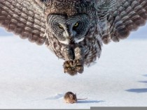 Great Grey Owl Strix nebulosa and unsuspecting prey by Tom Samuelson 
