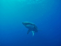 Great White Shark off Guadalupe Island Mexico 