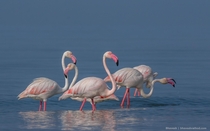 Greater Flamingo Phoenicopterus roseus - Modhva Beach Gujarat India 