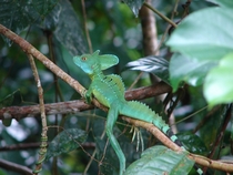 Green Basilisk Lizard - Basiliscus plumifrons - Costa Rica  OC
