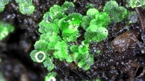 Green hearts Polystichum lonchitis - sword fern - gametophytes I grew from spores