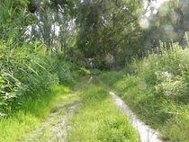 Green Path at the Rhine Levee in Summer 